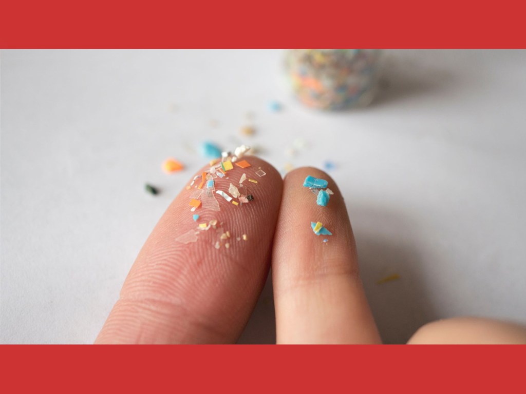 family, biology, microplastics, life