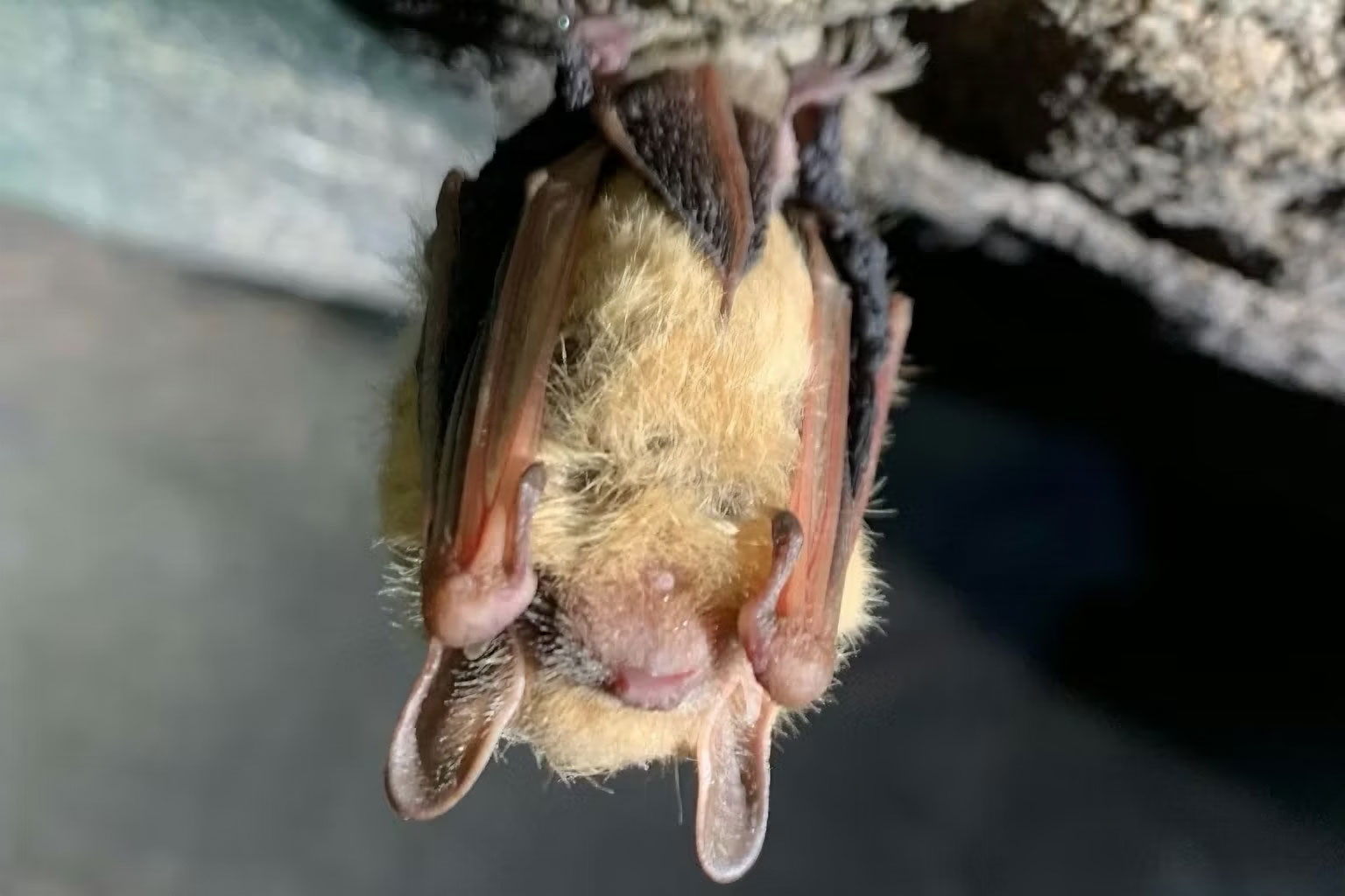 good.is - Good Partner - How much is a bat worth? Protecting these tiny insect-eaters isn't just good for farms - their deaths cost taxpayers and the wider economy
