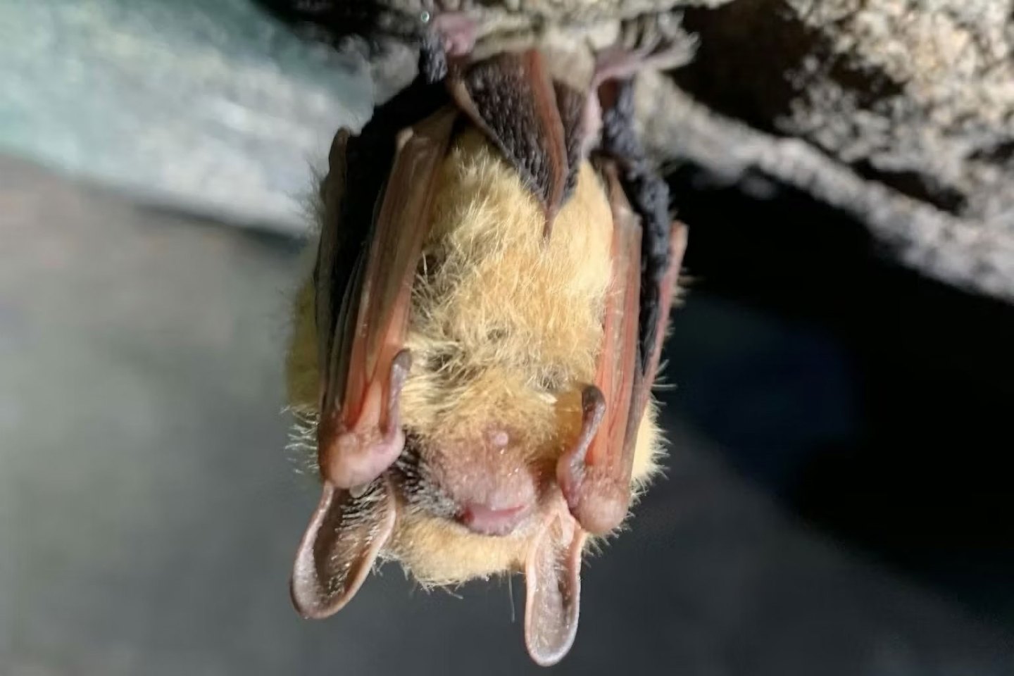A healthy bat hangs in a cave, resting up to eat its weight in bugs at dusk.