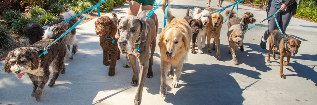 Watching how dogs approach life can provide lessons for leaders.