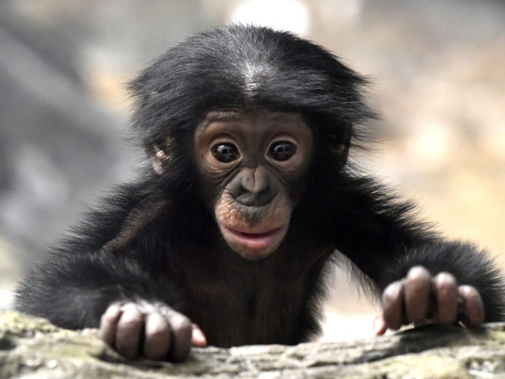 bonobo, Kanzi, imagination, creativity, human, evolution
