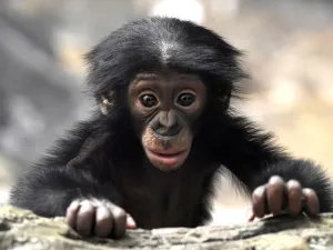 bonobo, Kanzi, imagination, creativity, human, evolution