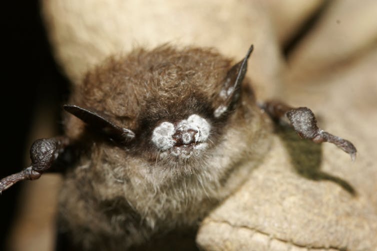 A little brown bat with the telltale signs of white-nose syndrome