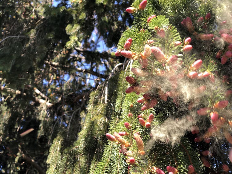 Pine cones release pollen on a windy April day in Fairfax County, Va.