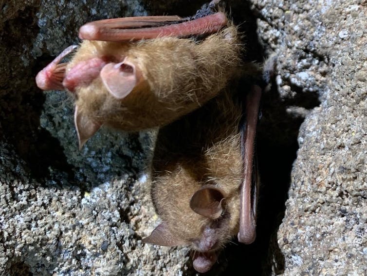 Two bats hanging in a cave.