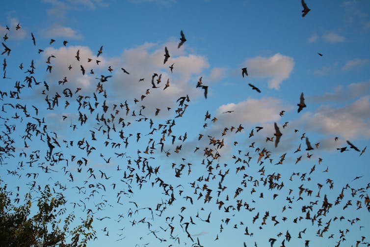 Hundreds of bats fly out of a cave.