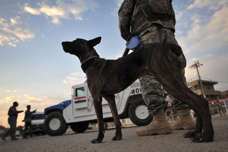 dog looks at attention with person in military garb holding its leash