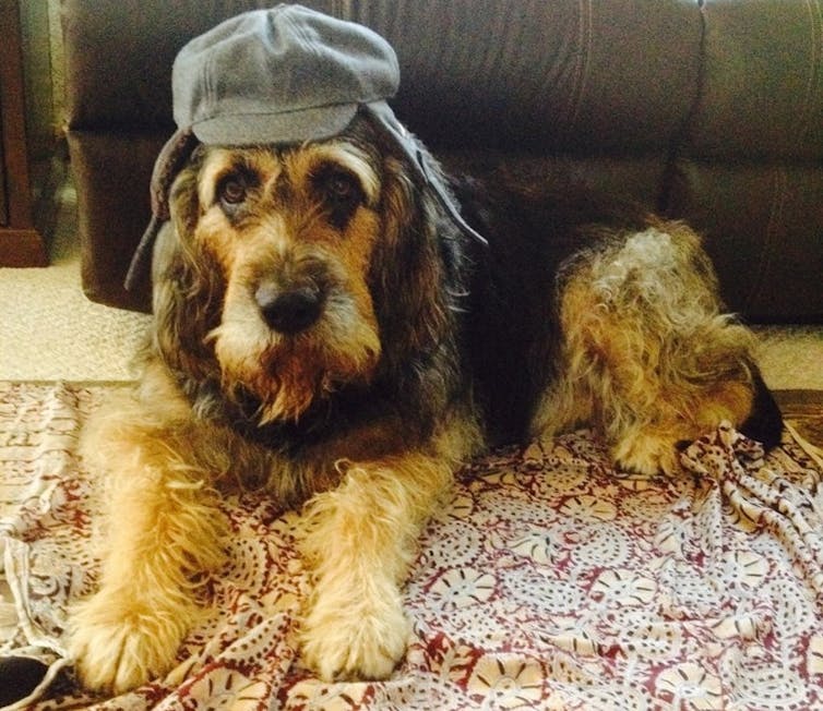 Dog lying down and wearing a cap looks at the camera