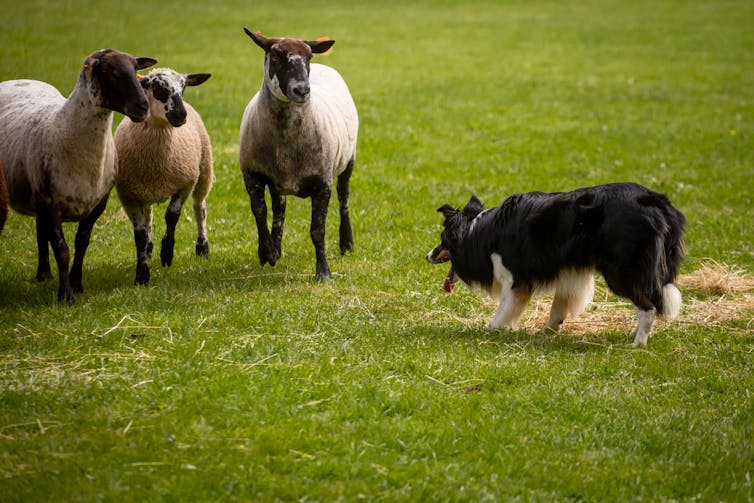 Black and white dog looks at three sheep standing on grass