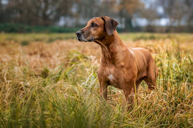 Brown dog looks alertly to the distance while standing in a field