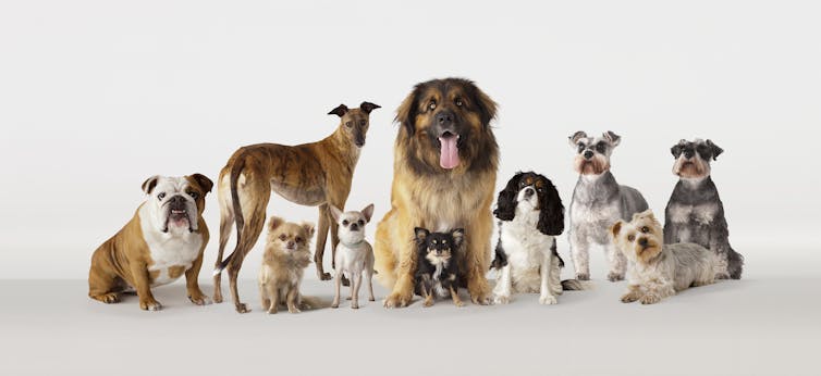 Portrait against a white background of a group of dogs of many sizes