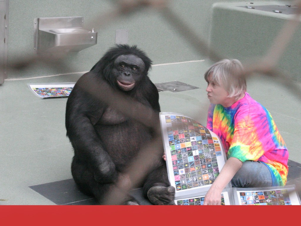 primate research, behavior, bonobo study