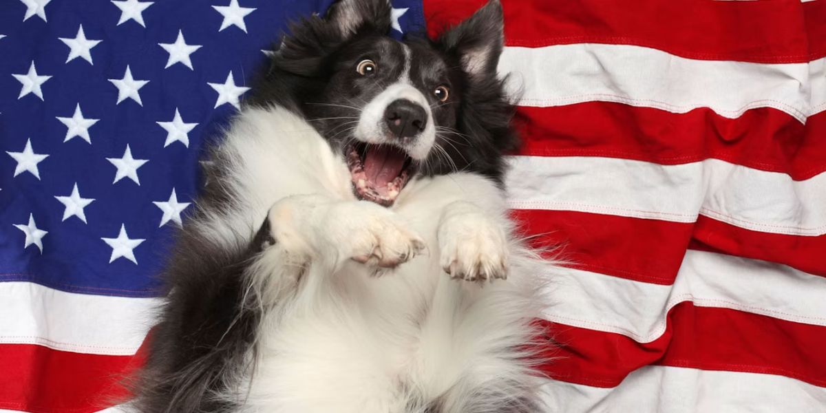 Dogs often react with great fear to July 4th celebrations. Border collies such as this dog are especially sensitive to loud noises.