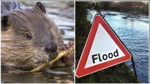 flooding, beavers, climate change, environment, conservation