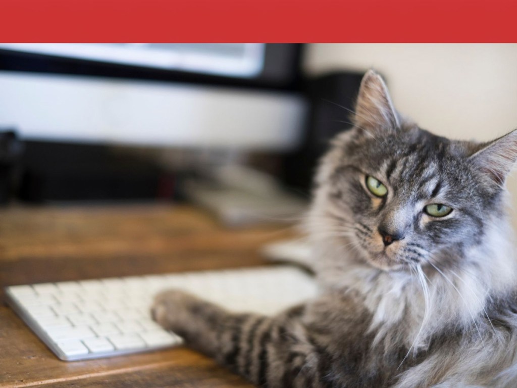 pets, psychology, curiosity, scent