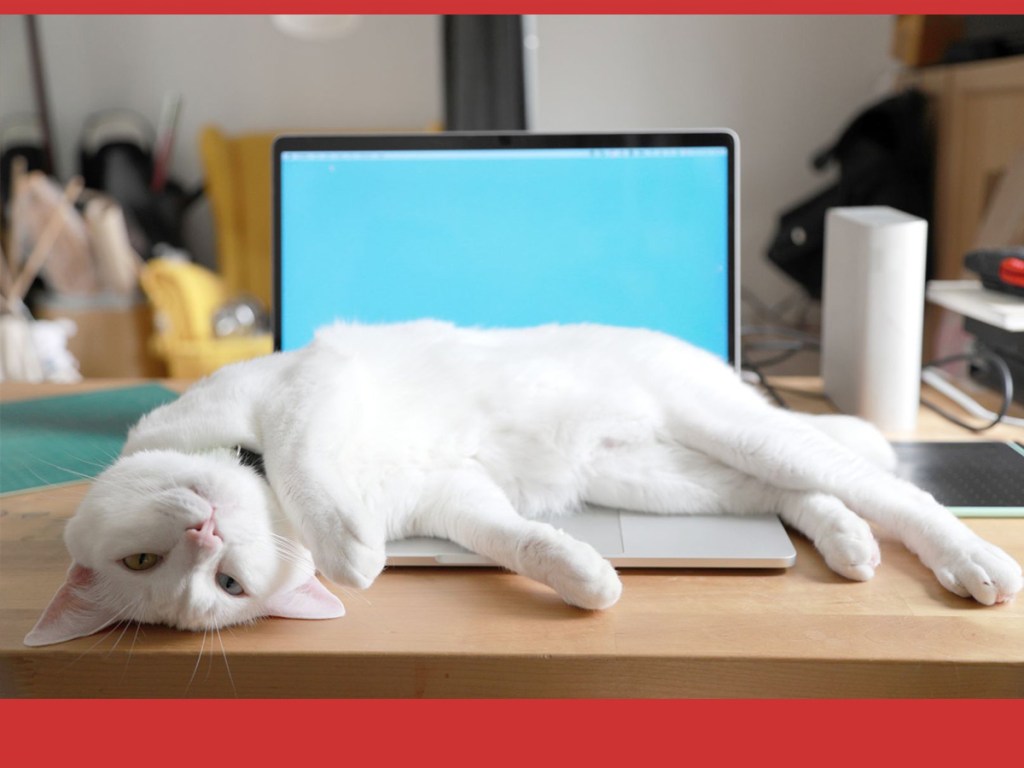 cat owners, remote work, home life, domestic cats