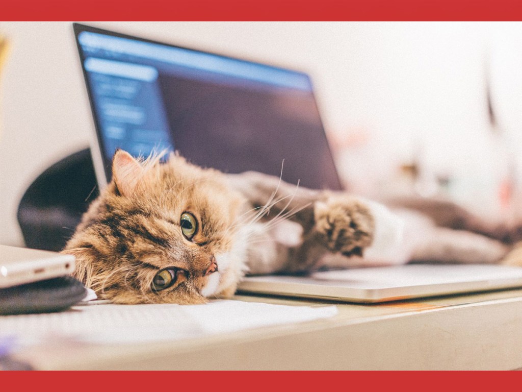 animal science, feline behavior, pets,  animal bonds