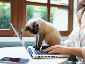 cats, computer, animal behavior, biology