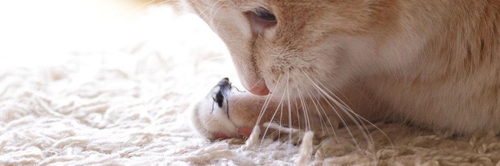 Beyond birds and mice, free‑ranging cats eat a surprising number of insects