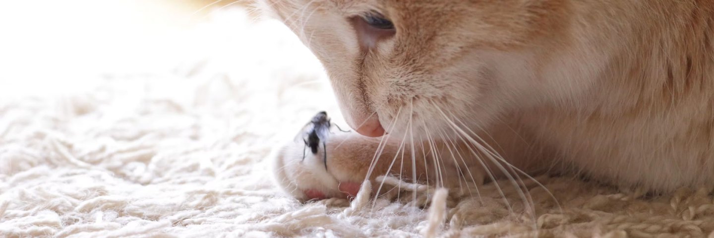 Beyond birds and mice, free‑ranging cats eat a surprising number of insects
