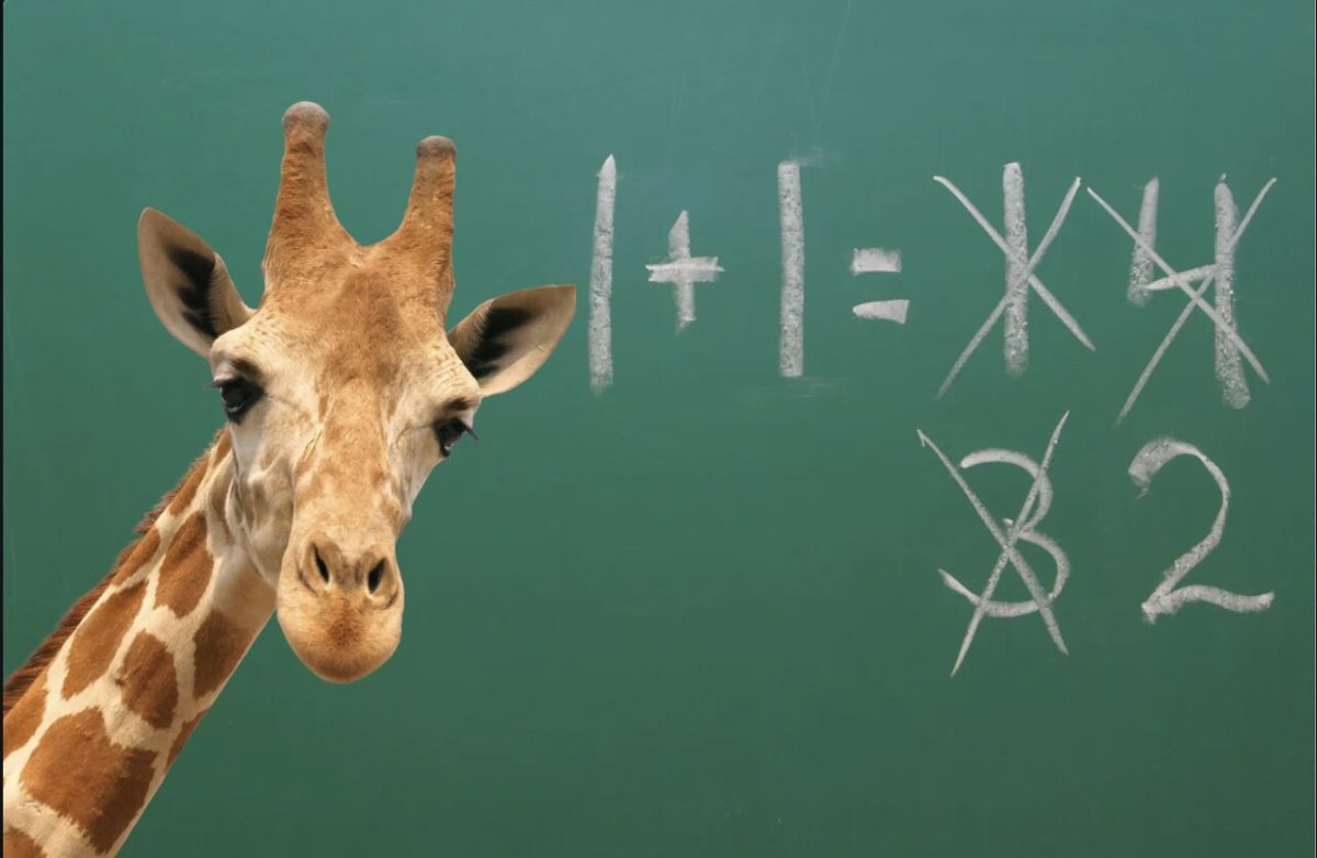Spanish zoo study suggests that giraffes can do basic math