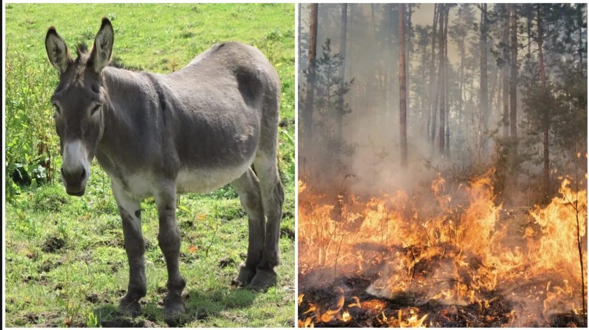 A Spanish park has been free of wildfires for over a decade thanks to 18 donkeys