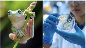 cancer research, tree frog, medical breakthrough, science