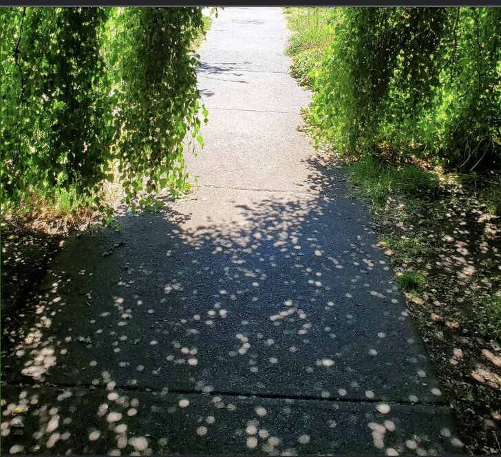 tree, foliage, British Columbia 