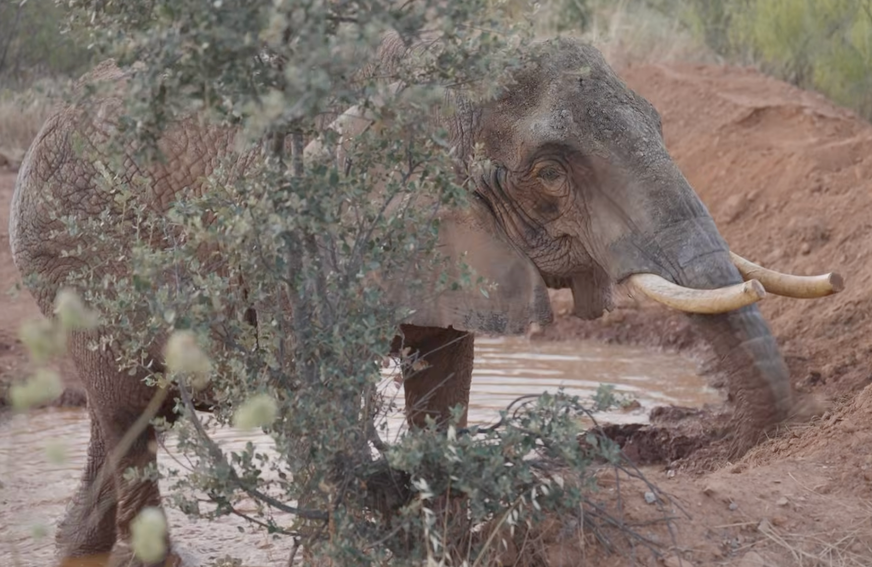 After 40 years in a Portuguese circus, elephant retires to become the first resident of a new sanctuary