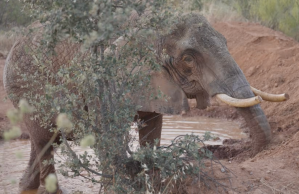 elephant, sanctuary, circus, children