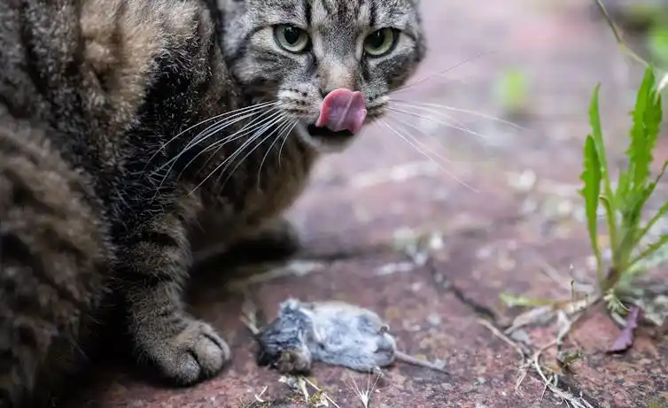 A cat licks its lips while crouching over a dead mouse.